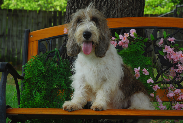 Oak PBGV